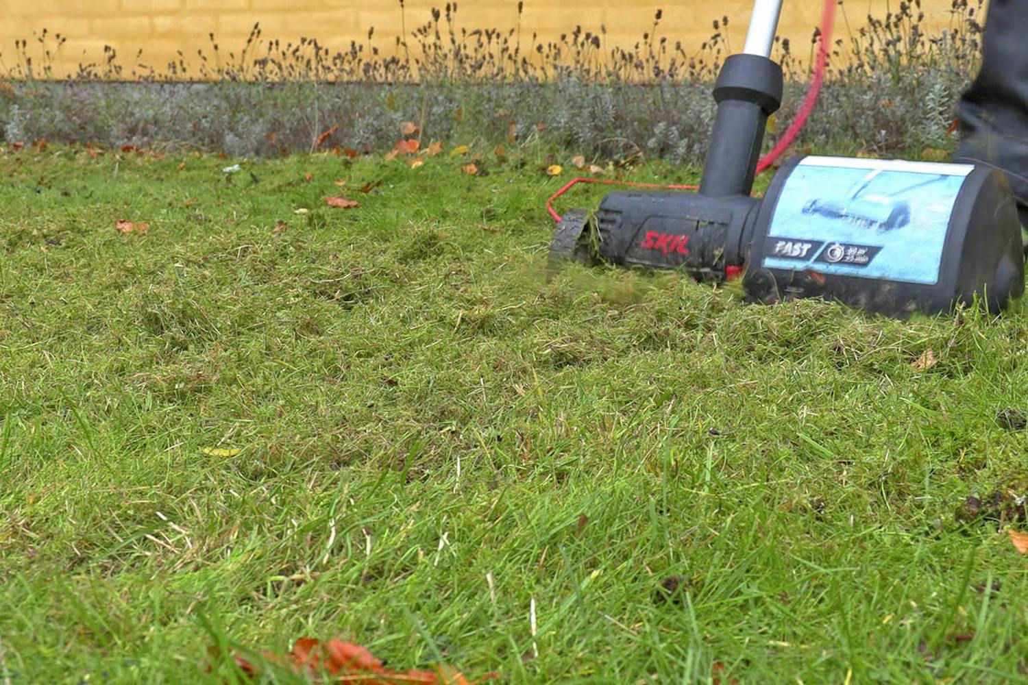 Mossa i gräsmattan Mossa i gräsmattan